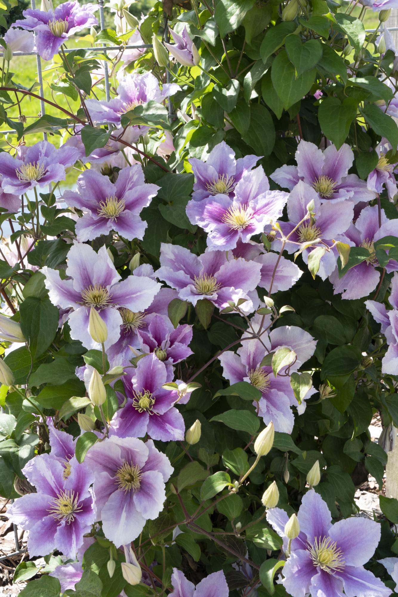 Clematis ‘Piilu’ – reichblühende Kletterpflanze mit rosa Blüten, 15 cm Topf, 65 cm