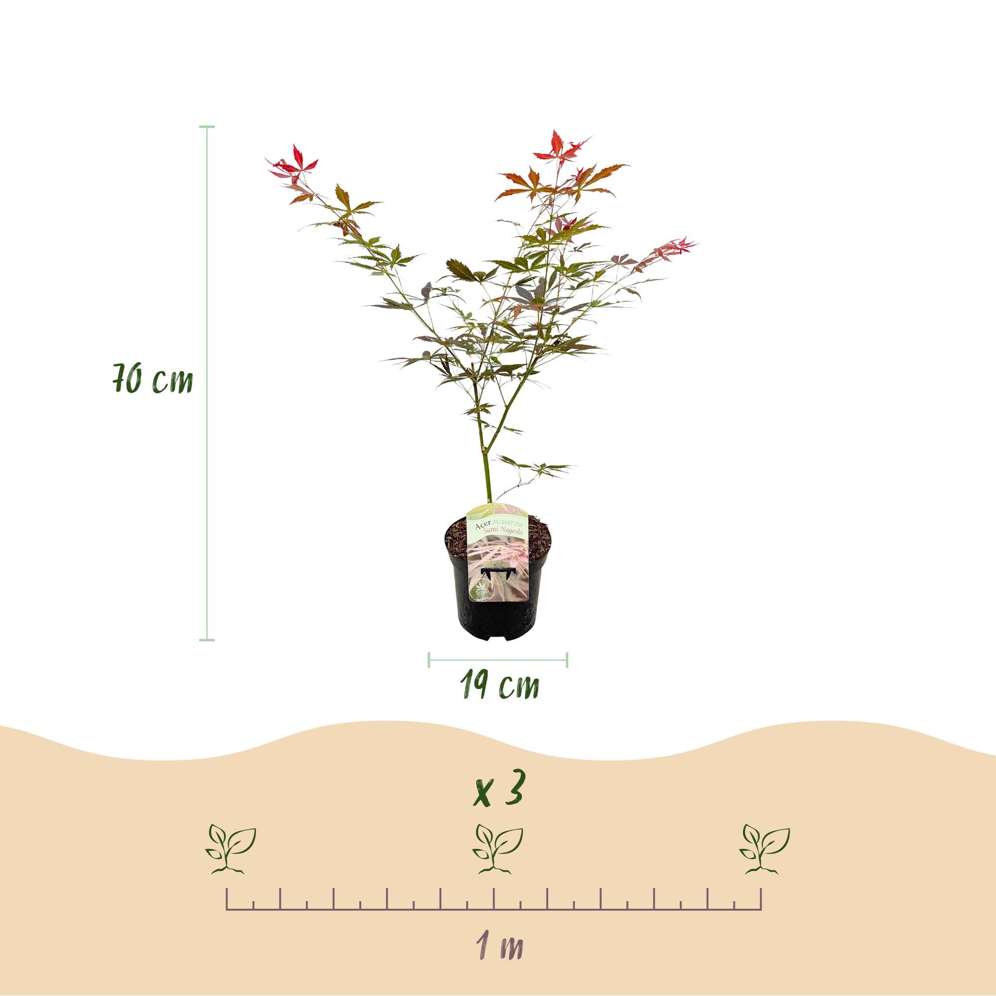Japansk ahorn 'Sumi-nagashi' – rød, løvfældende, 19 cm potte, 70 cm høj