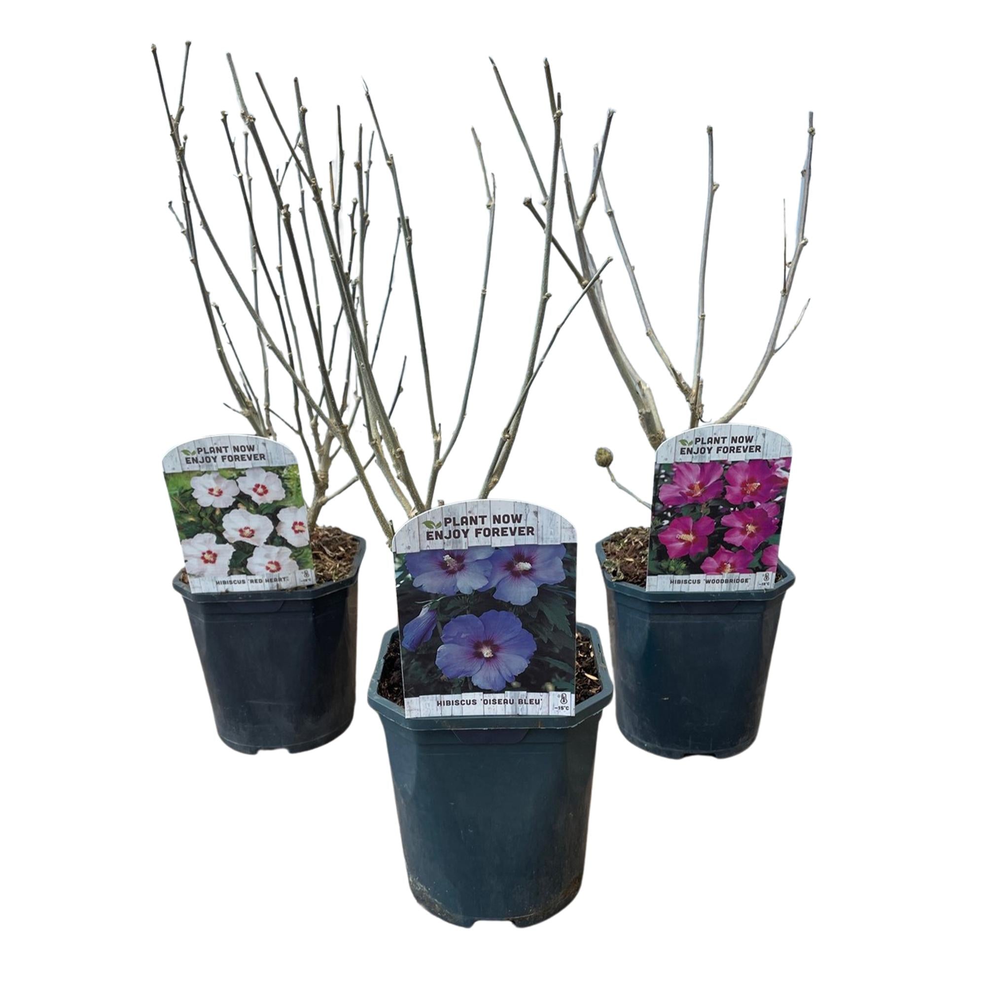 GreenboutiQ - Buske - Hibiscus syriacus Tricolour - Blomster: Pink, Hvid og Blå - 3 Planter - Løvfældende - Lav Vedligeholdelse - Potte 17cm, Højde 45cm