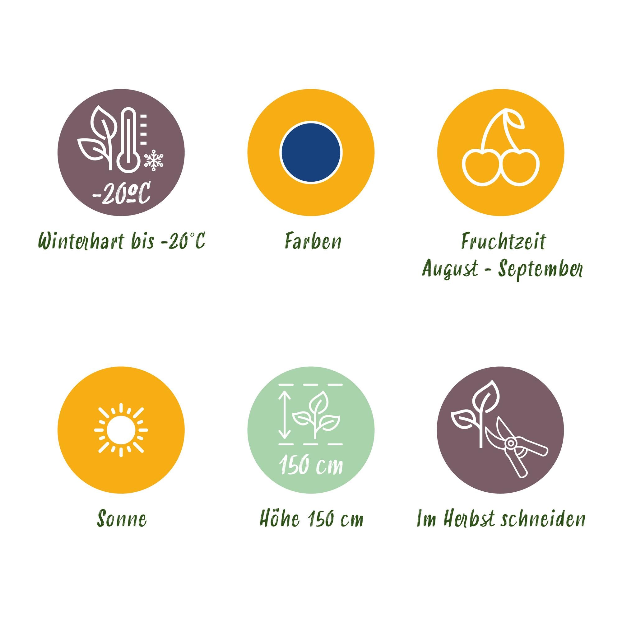 Blåbær ‘Early Black’ (Vaccinium macrophylla) – hårdfør, 3 planter i en 9 cm potte