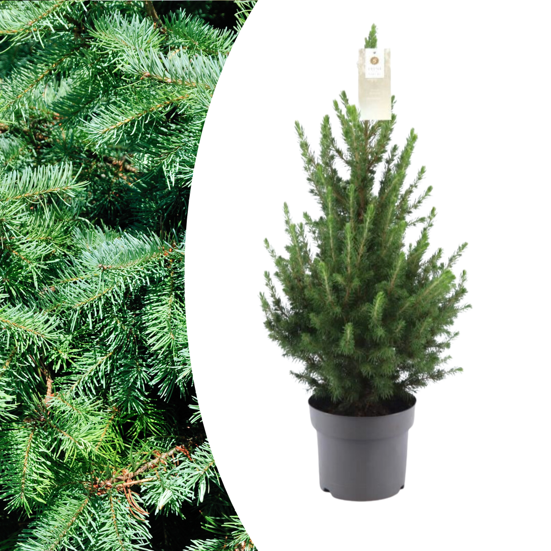 Lille juletræ – 70 cm – Picea Glauca Conica