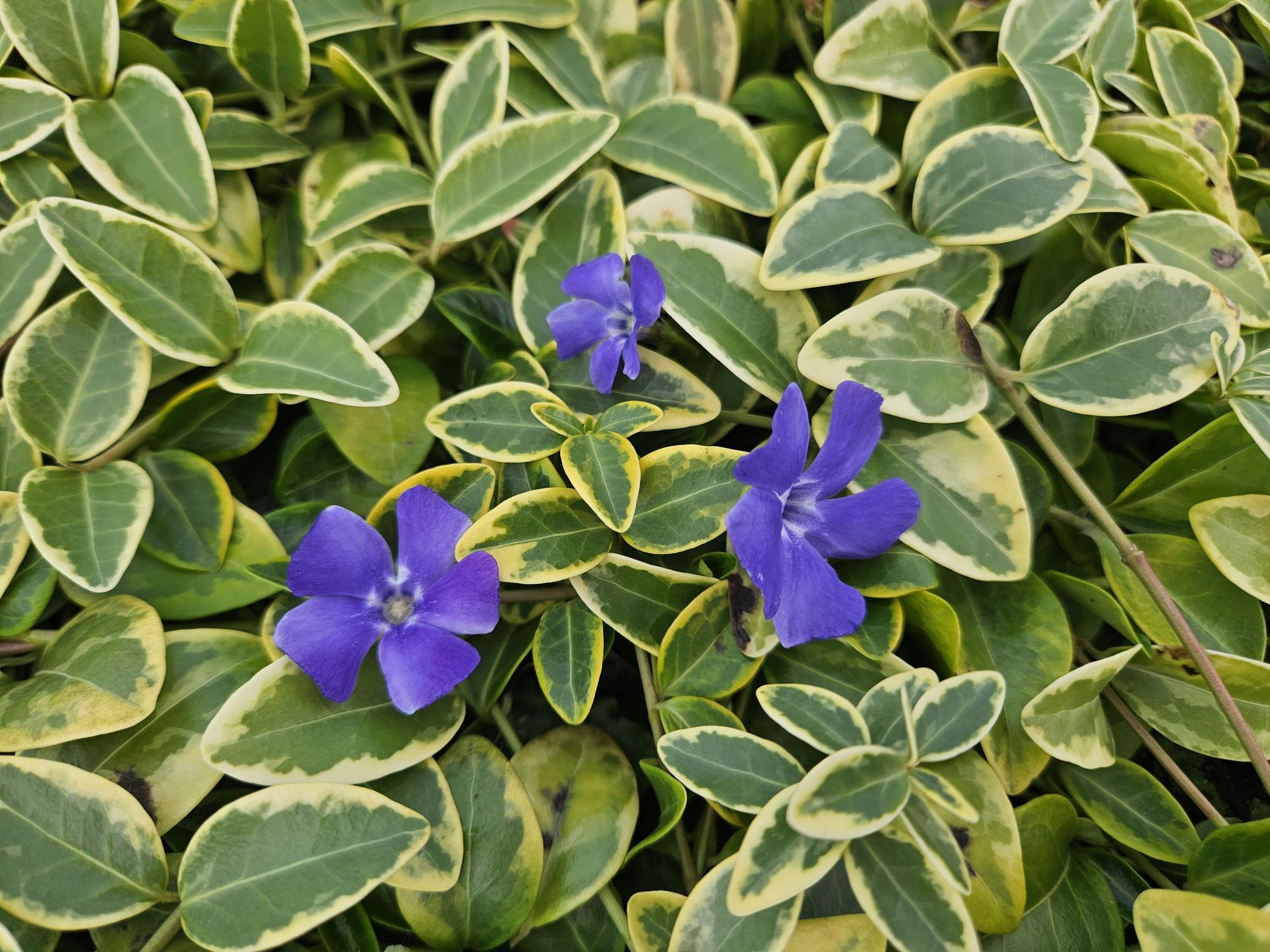 20x Vinca minor 'Blå og Guld' - ↕10-25cm - Ø9cm