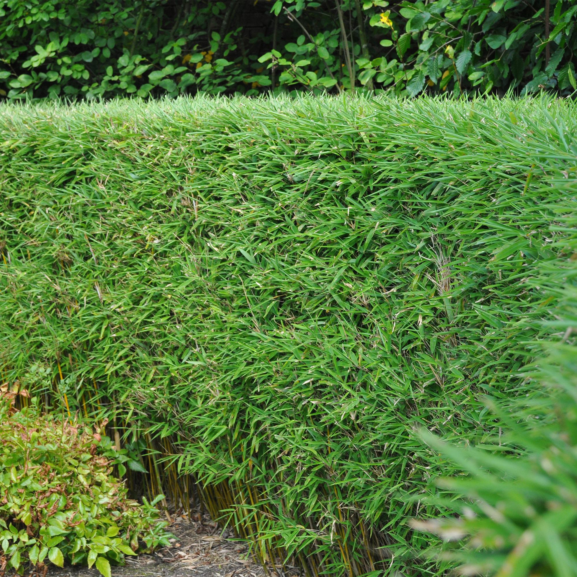 Fargesia rufa – Bambus, grøn, stedsegrøn, i en 14 cm potte, 35 cm høj