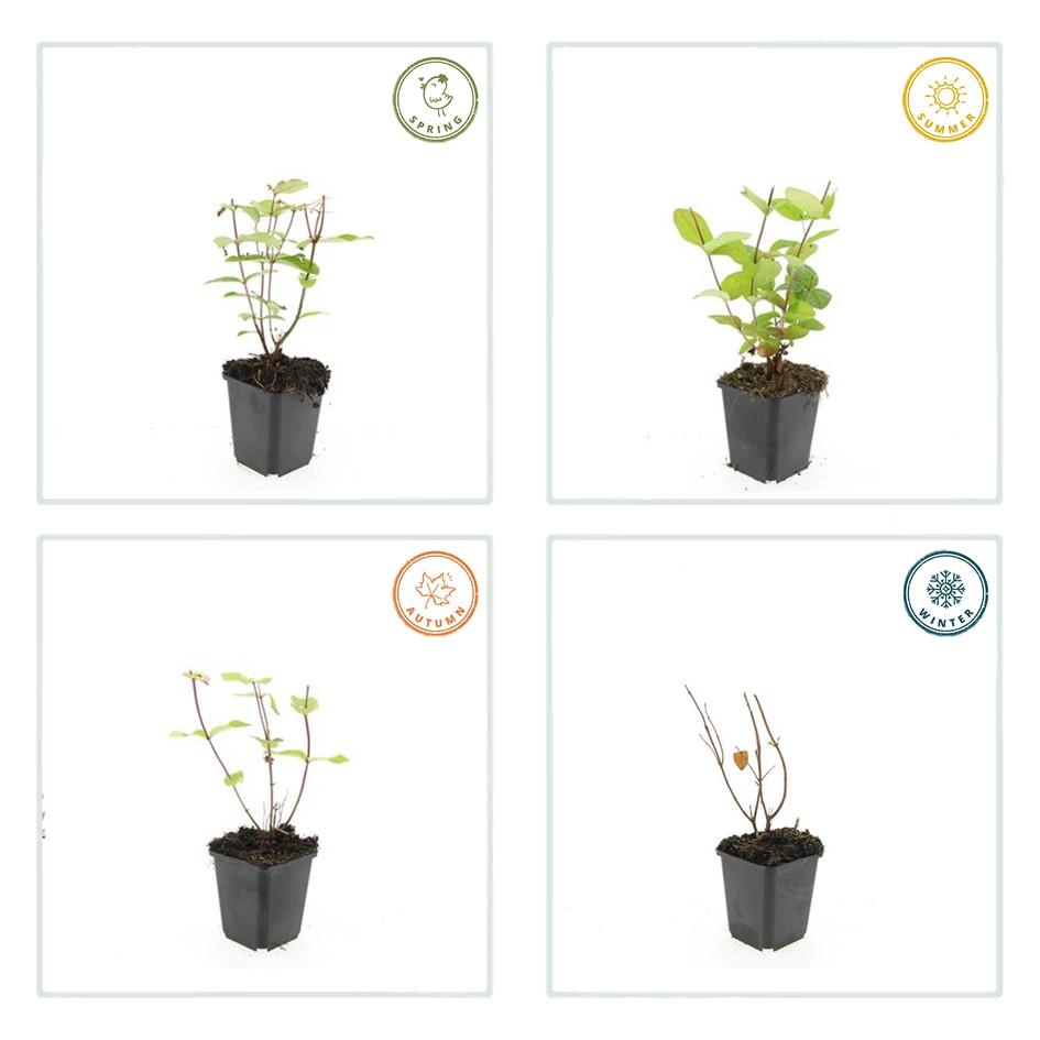20x Hypericum inodorum 'Beauty' - ↕10-25cm - Ø9cm