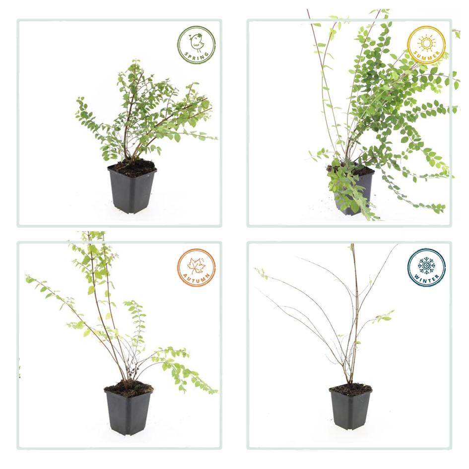 20x Symphoricarpos kap. 'Hancock' - ↕10-25cm - Ø9cm