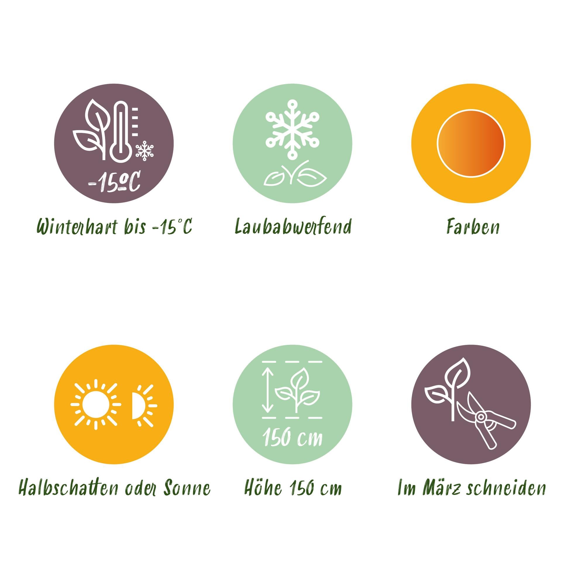 Japansk ahorn – sorten 'Orange Dream', løvfældende, 19 cm potte, 70 cm høj