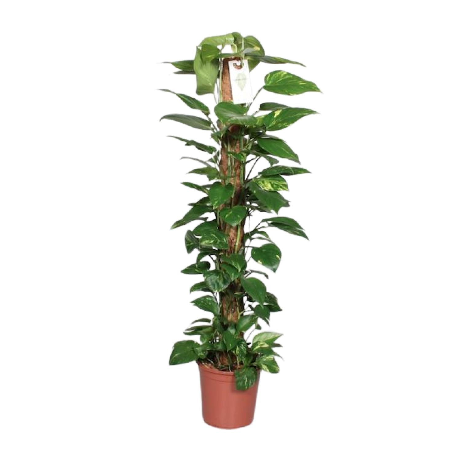 Epipremnum Pinnatum – Ivy on a moss stick - 60-120 cm