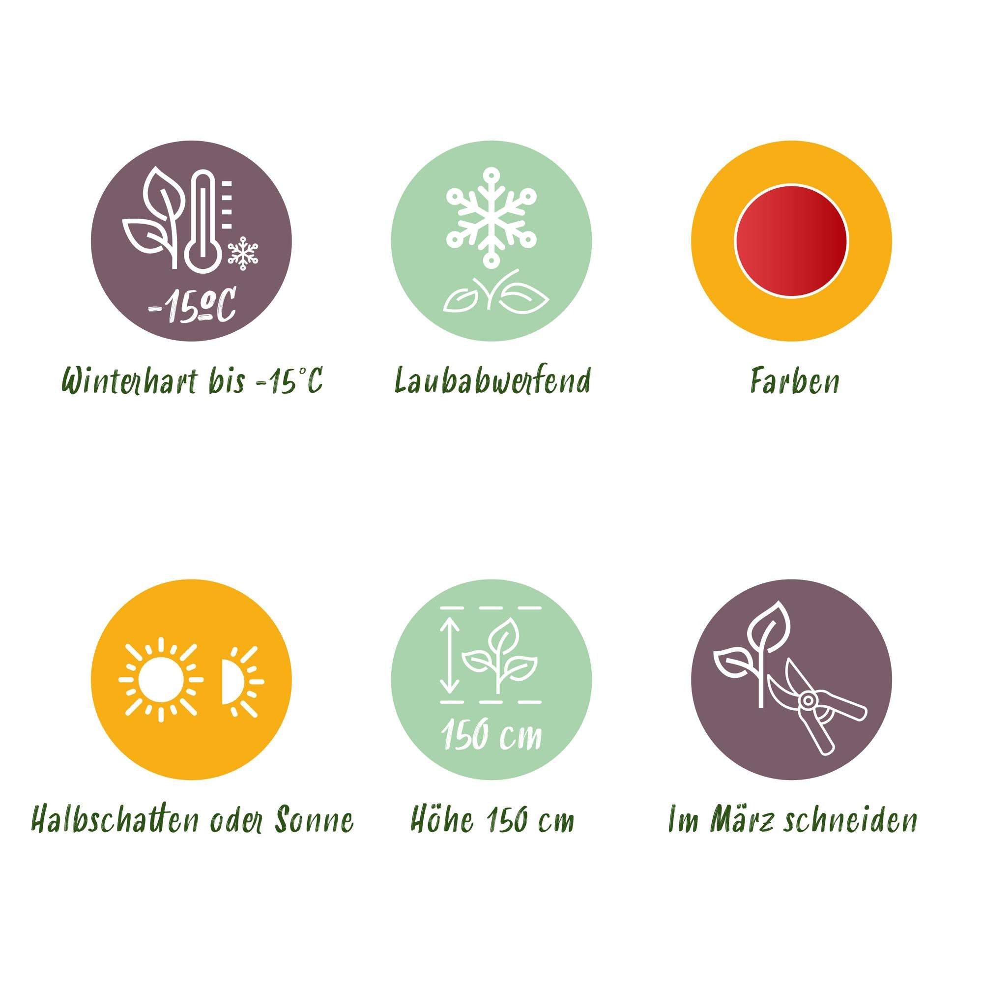 Acer Palmatum 'Shaina' – japansk ahorn, løvfældende – 19 cm potte, 70 cm høj