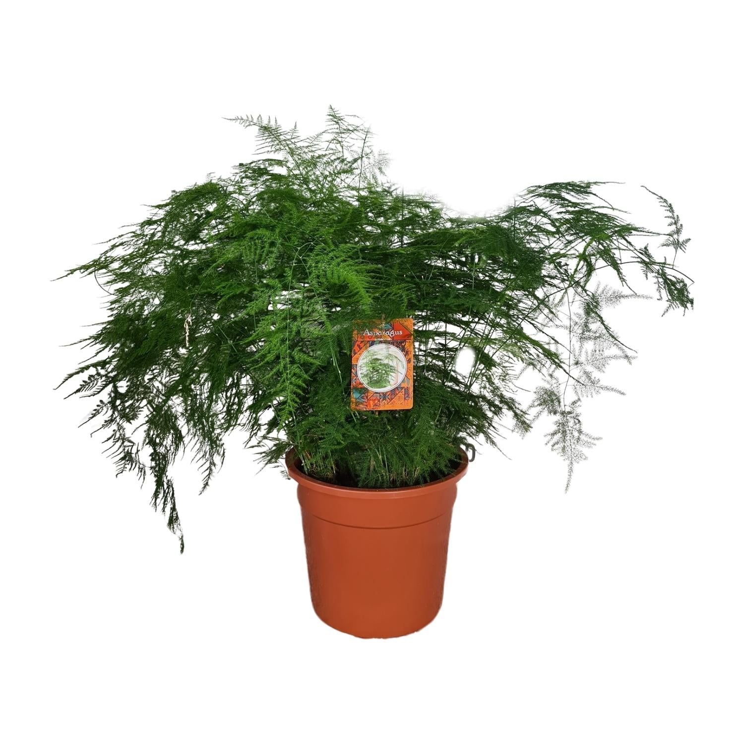 Asparges Setaceus – Spargelfarn - 30-70 cm