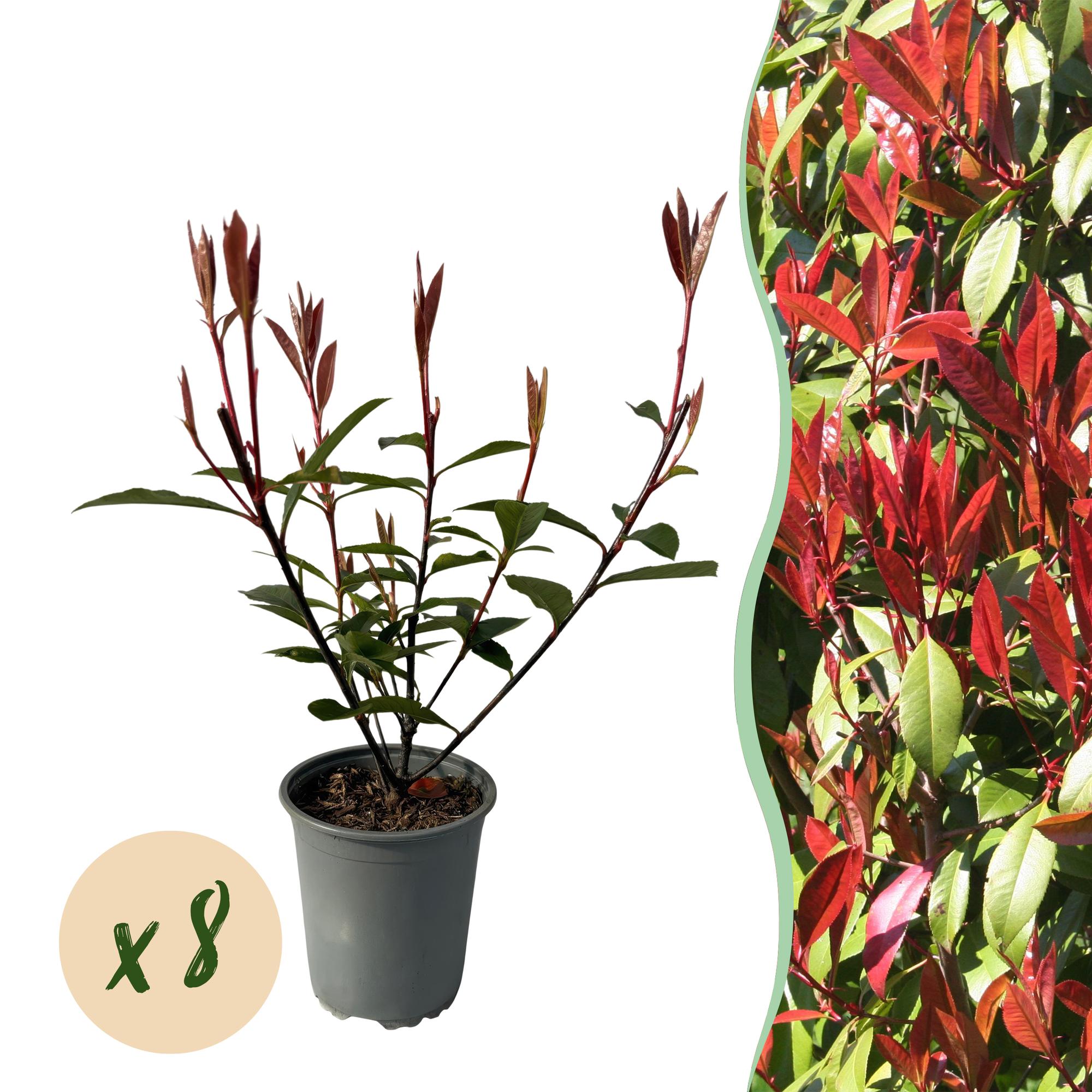 Photinia Fraseri 'Carré Rouge' – Rød Photinia, 8 planter - 9 cm potte, 30-35 cm høj