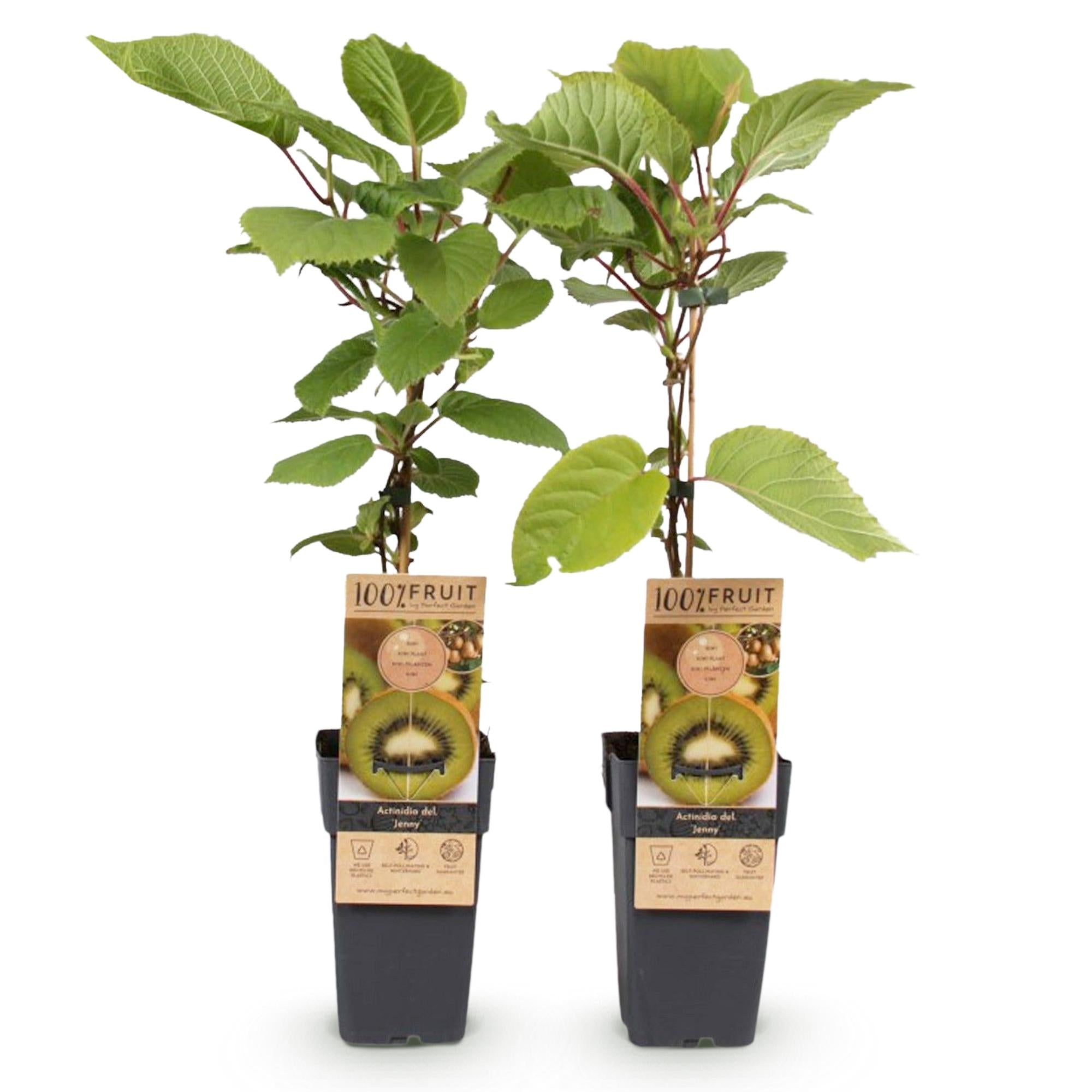 Grøn kiwi “Jenny” – Actinidia deliciosa, 2 planter i en 15 cm potte (højde ca. 50 cm)