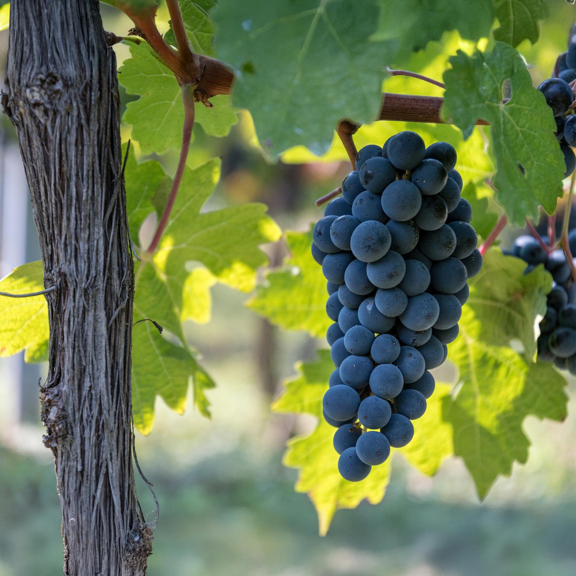 Blå drueplante 'Boskoop Glory' – Sæt med 2 stk., 15 cm potte, 50 cm højde