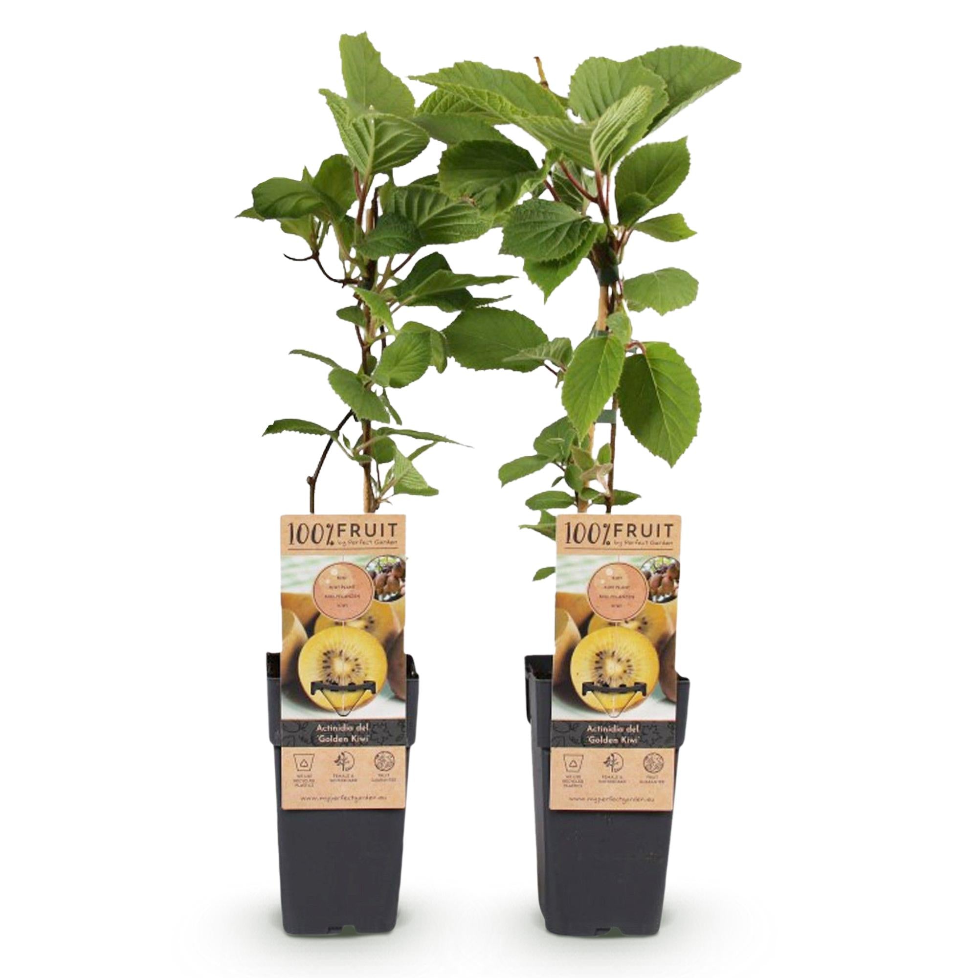 Gul kiwi “Golden Kiwi” (Actinidia deliciosa), 2 planter, 50 cm høje