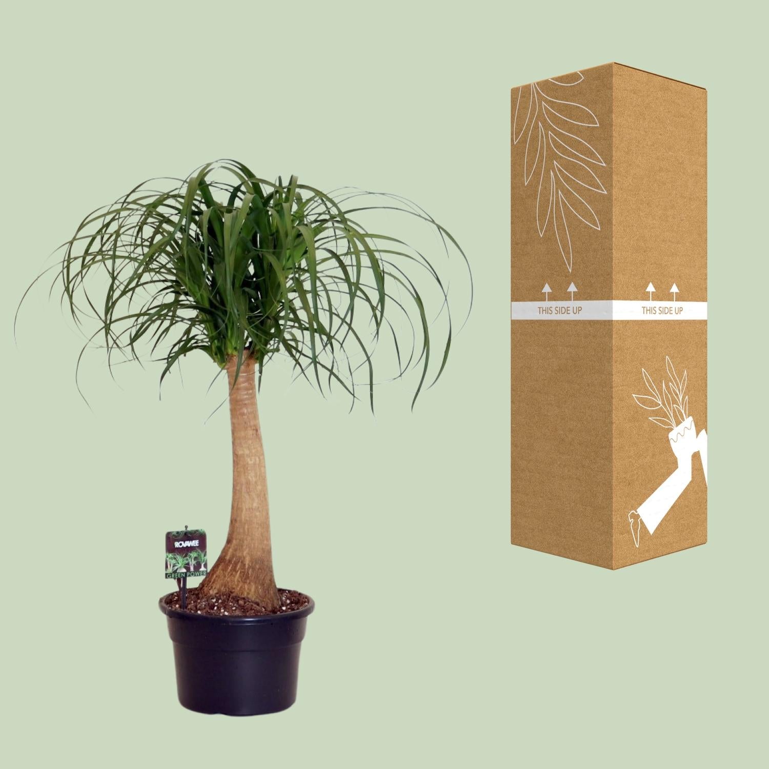 Beaucarnea Nolina – Elephant Foot - 60-80 cm