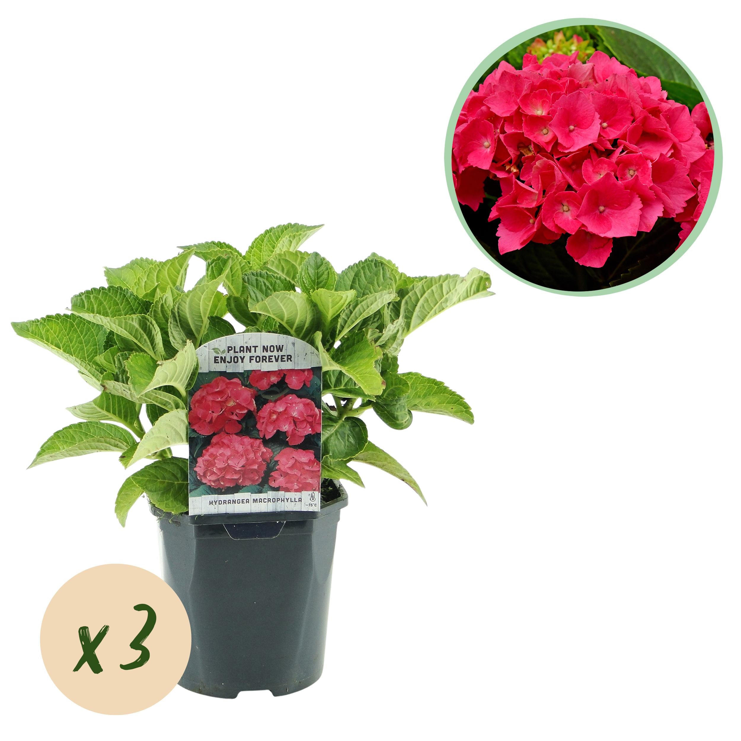 Hydrangea macrophylla – robust hortensia i flere farver - 3 planter, 17 cm potte, 30 cm højde (kopi)