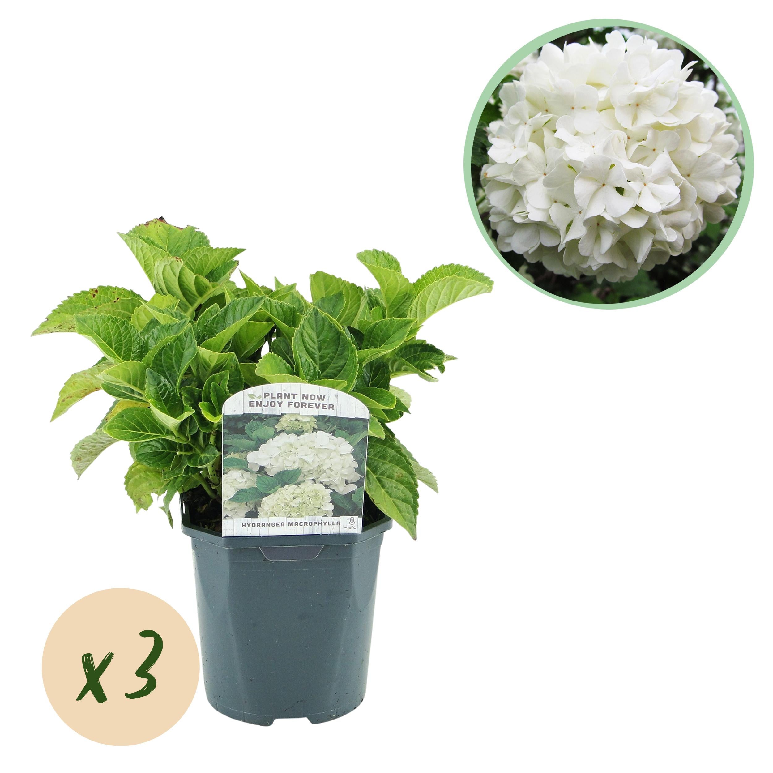 Hydrangea macrophylla – robust hortensia i flere farver - 3 planter, 17 cm potte, 30 cm højde (kopi)