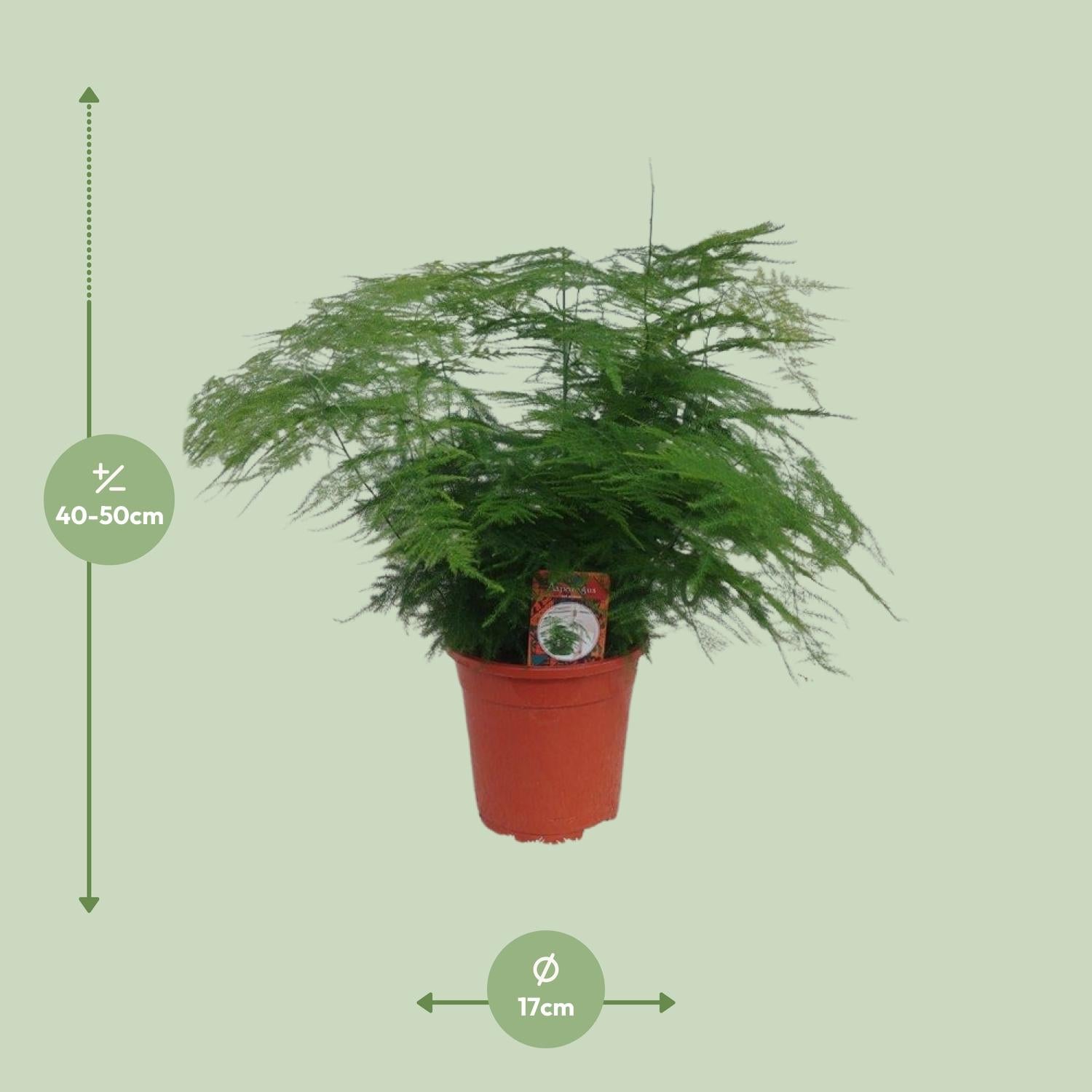 Asparges Setaceus – Spargelfarn - 30-70 cm