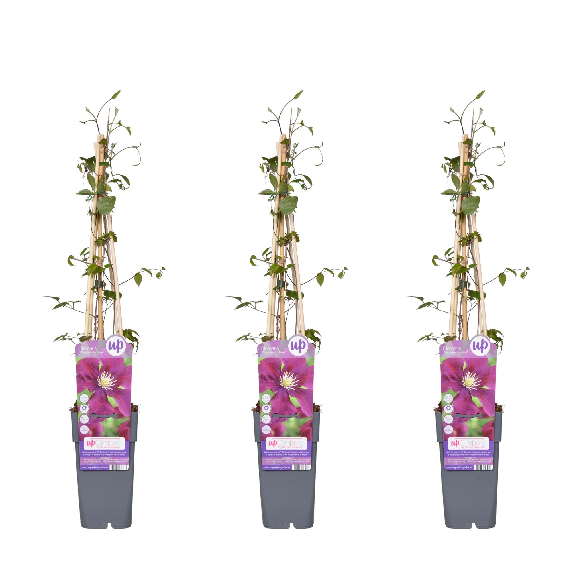 Clematis 'Warszawska Nike' – dybe violette blomster, 15 cm potte, 65 cm højde