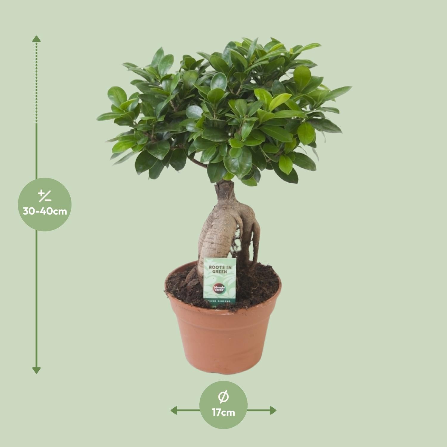 Ficus Ginseng – Bonsai-Feige, 40–70 cm