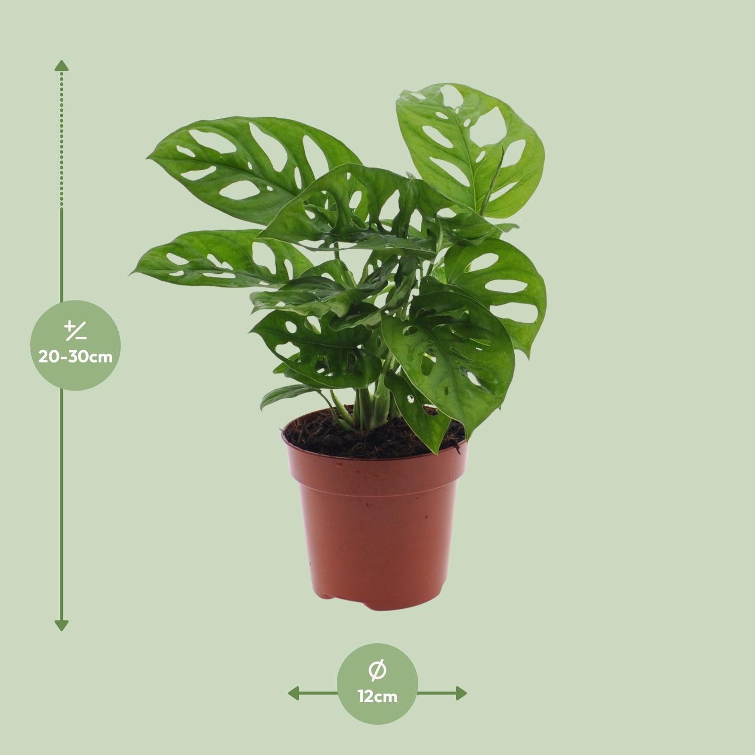 Monstera Abeblad – Vindueblad - 30-180 cm