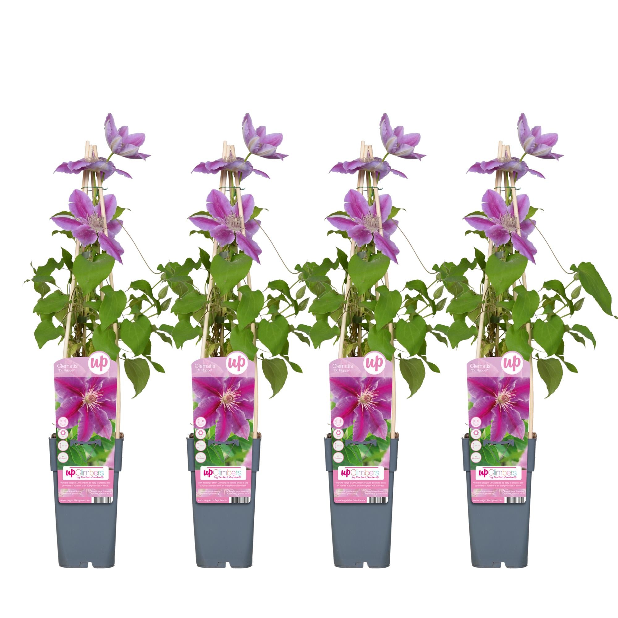 Clematis 'Dr. Ruppel' – summer-flowering climbing plant, 15 cm pot, 65 cm tall