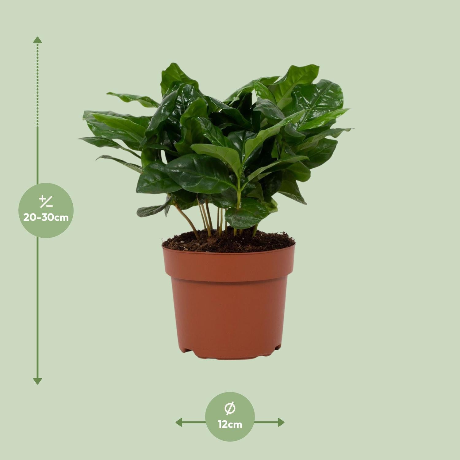 Kaffeplante (Coffea arabica) – 22–30 cm