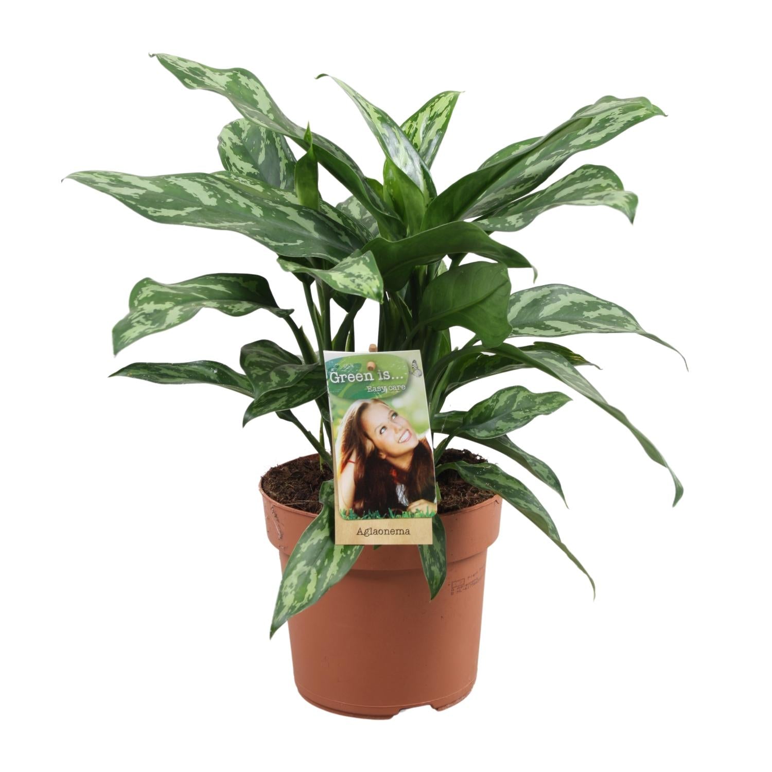 Aglaonema – Pistil – various colors – 40-80 cm