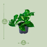 Epipremnum Aureum – Goldene Efeutute - 20-25 cm
