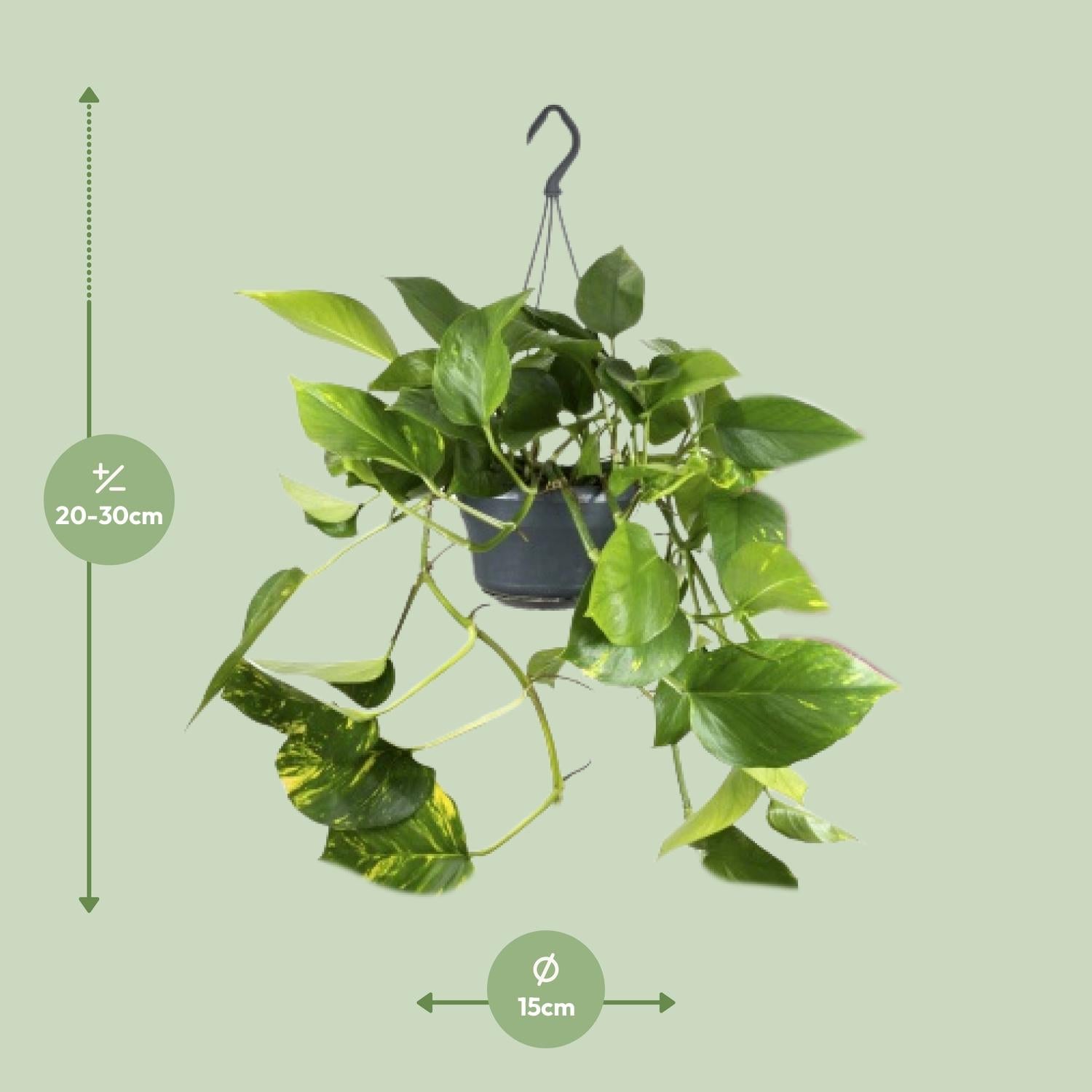 Epipremnum Aureum – Golden Ivy - 20-25 cm