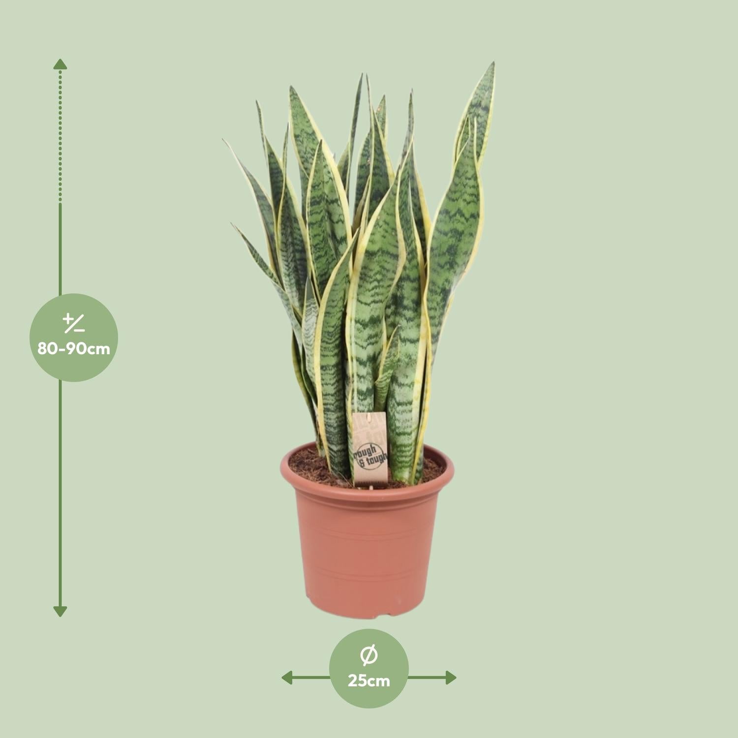Sansevieria Trifasciata Laurentii – Buestrengshamp - 40-84 cm