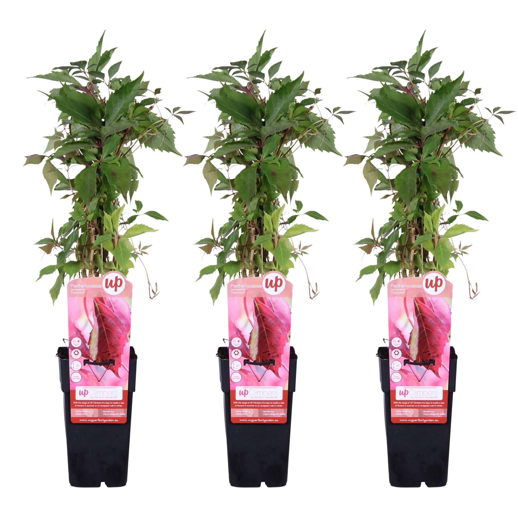 Virginia creeper 'Engelmannii' – fast-growing climbing plant, 15 cm pot, 65 cm