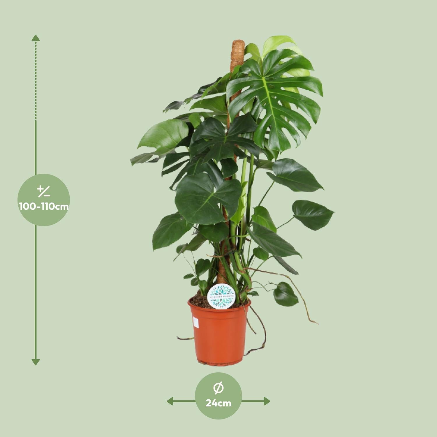 Monstera Deliciosa – Fensterblatt - 60-105 cm