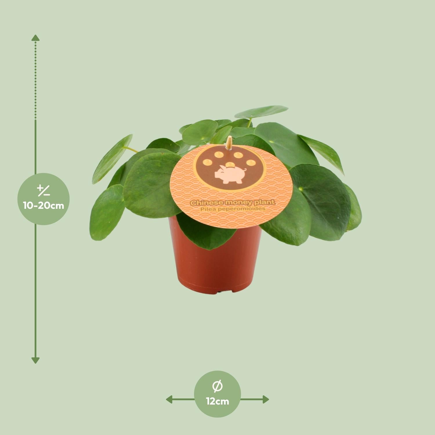 Pilea Peperomioides – Chinese Money Tree - 15-30 cm
