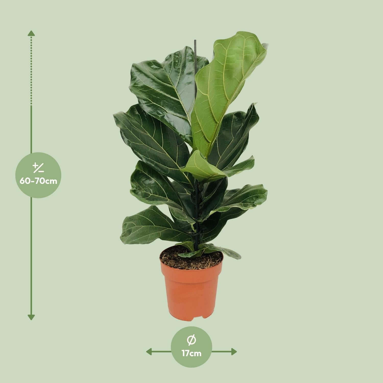 Ficus Lyrata – Violinbladfigen – 30-130 cm