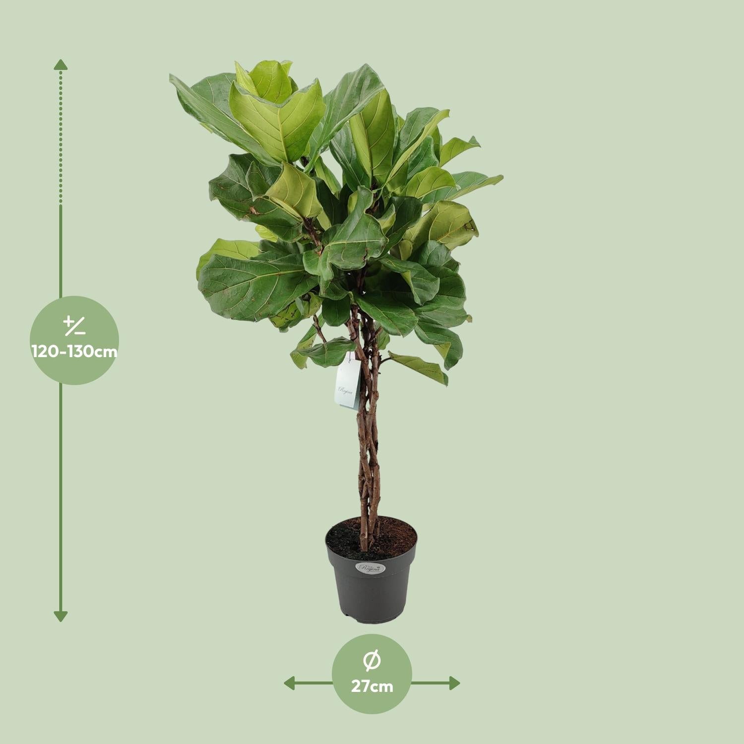 Ficus Lyrata – Violinbladfigen – 30-130 cm