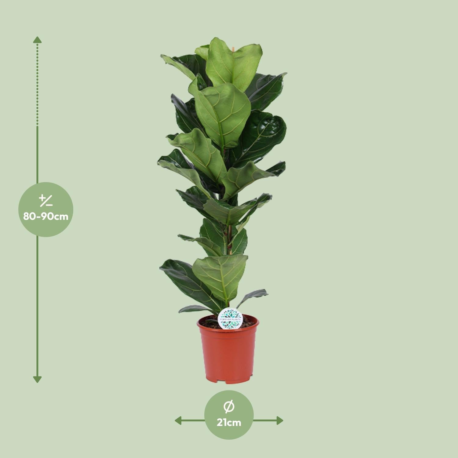 Ficus Lyrata – Violinbladfigen – 30-130 cm