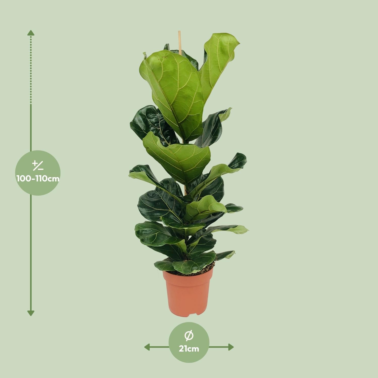 Ficus Lyrata – Violinbladfigen – 30-130 cm