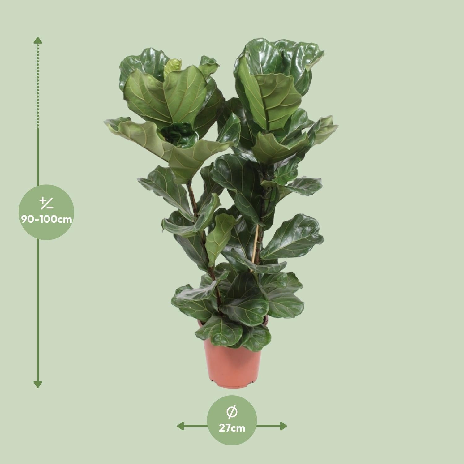 Ficus Lyrata – Violinbladfigen – 30-130 cm
