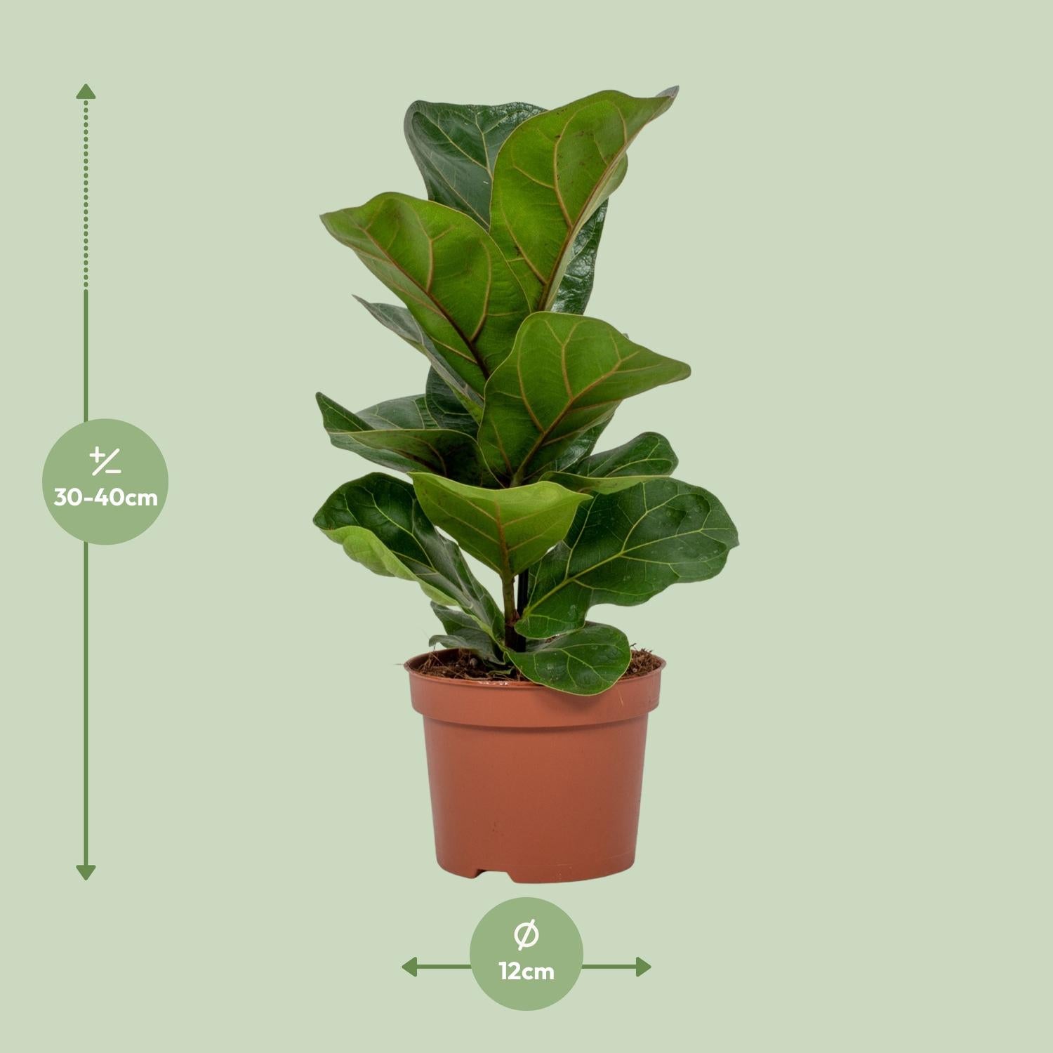 Ficus Lyrata – Violinbladfigen – 30-130 cm