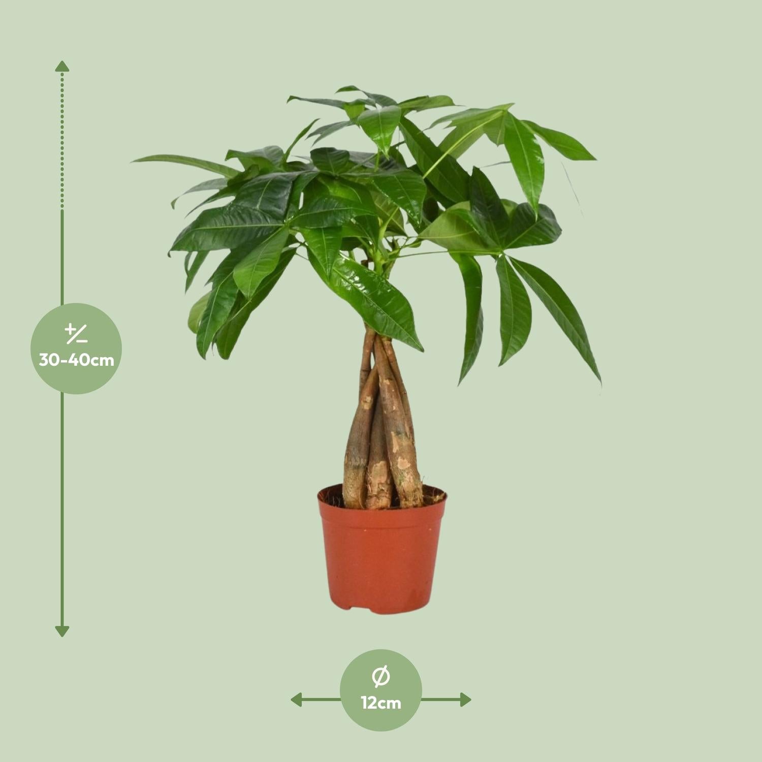 Pachira Aquatica – Money Tree - 35-120 cm