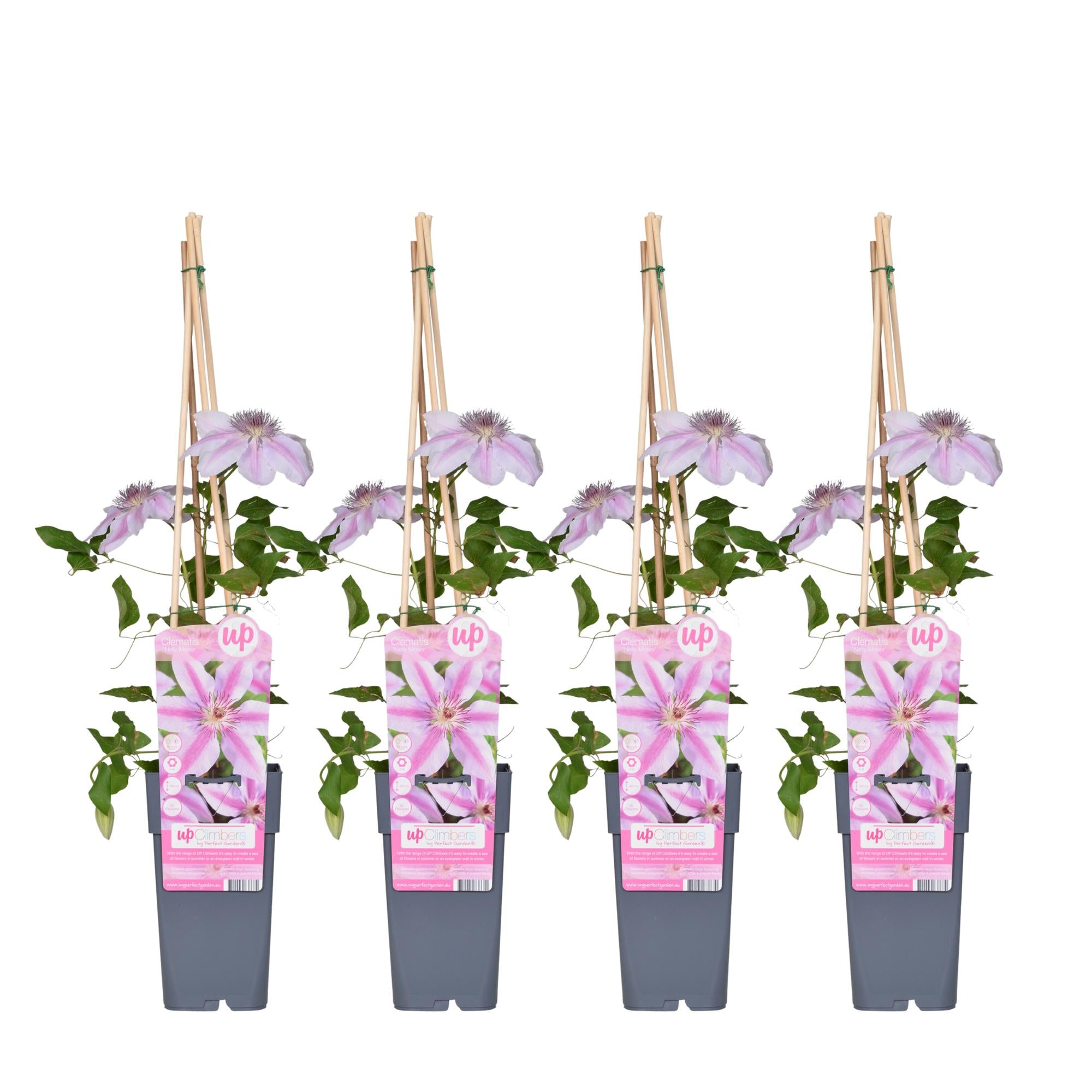 Klematis 'Nelly Moser' – lyserød klatreplante, 15 cm potte, 65 cm høj