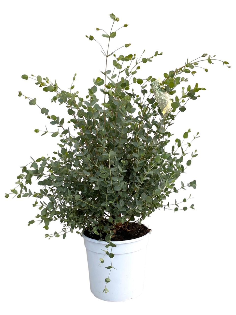 Eucalyptus Gunnii – popular fragrant plant – 35–60 cm
