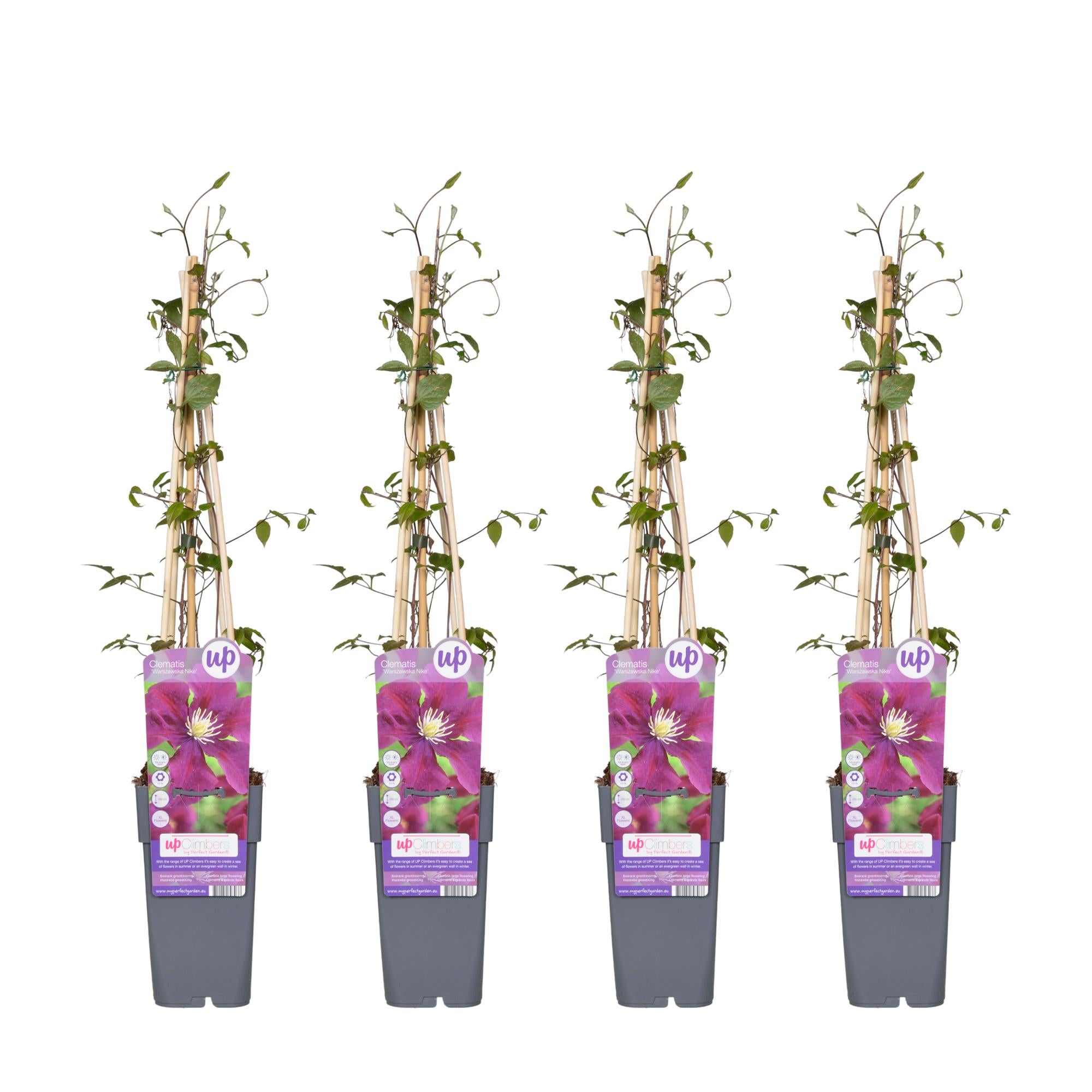 Clematis 'Warszawska Nike' – dybe violette blomster, 15 cm potte, 65 cm højde