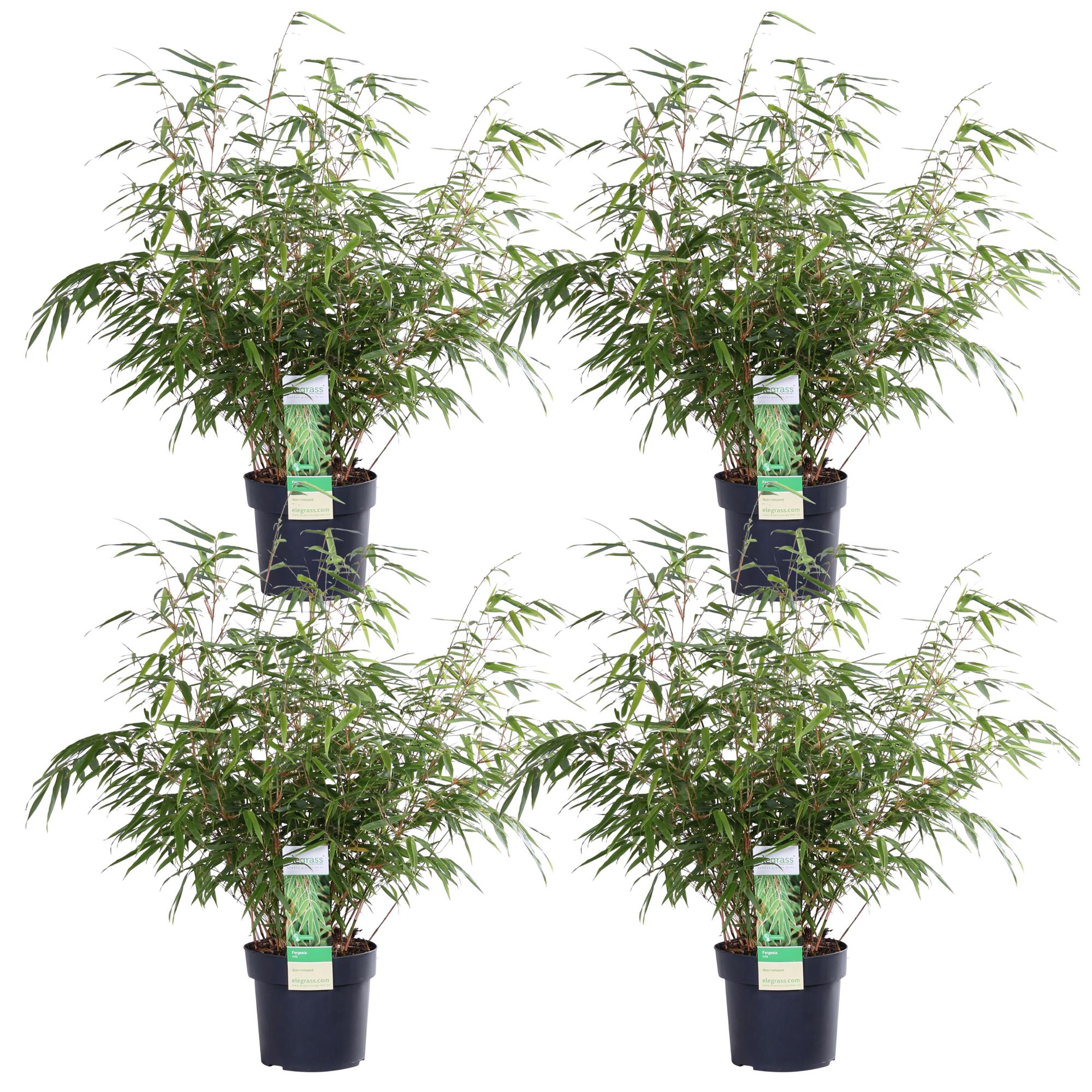 Fargesia rufa – klumpdannende havebambus i forskellige højder