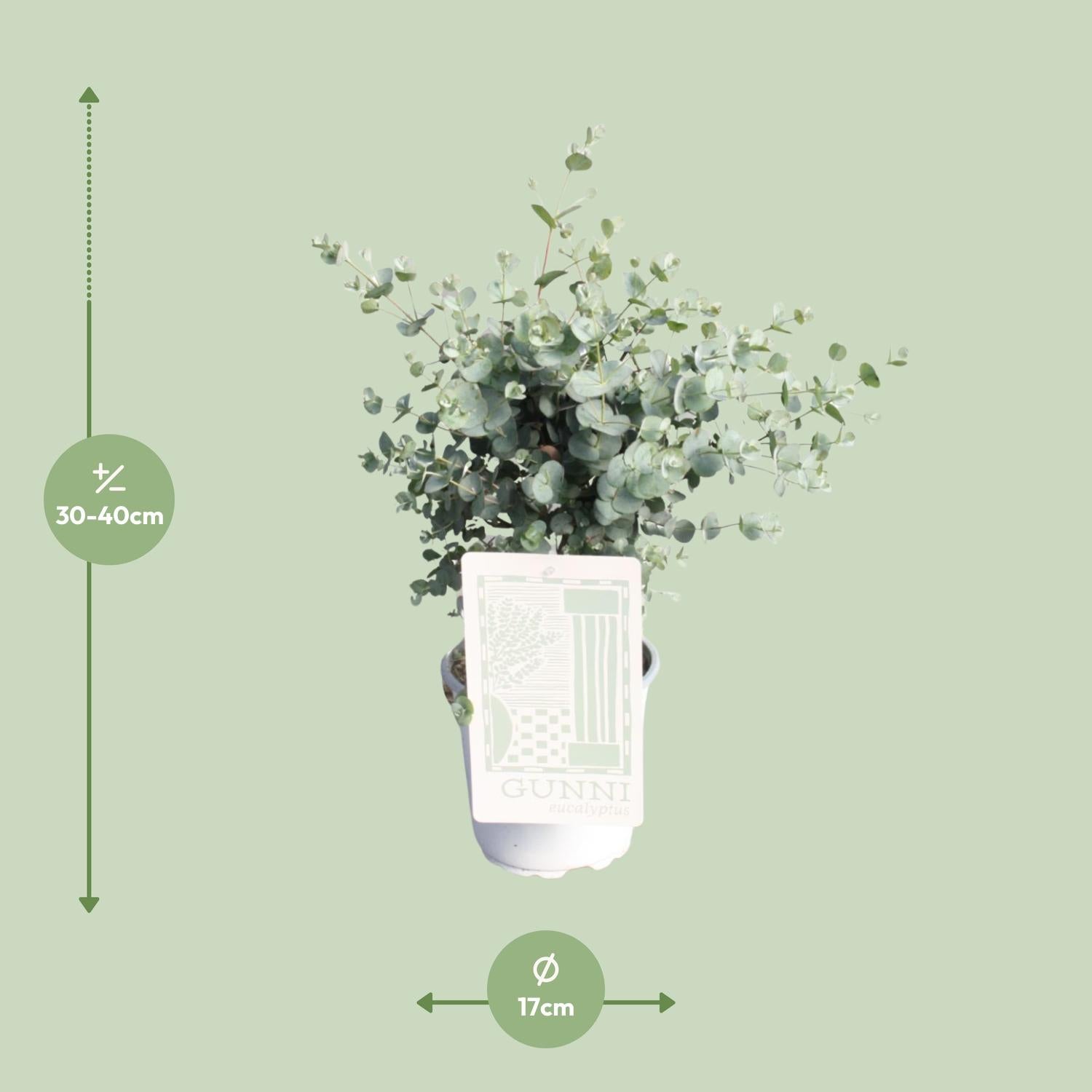 Eucalyptus Gunnii – popular fragrant plant – 35–60 cm