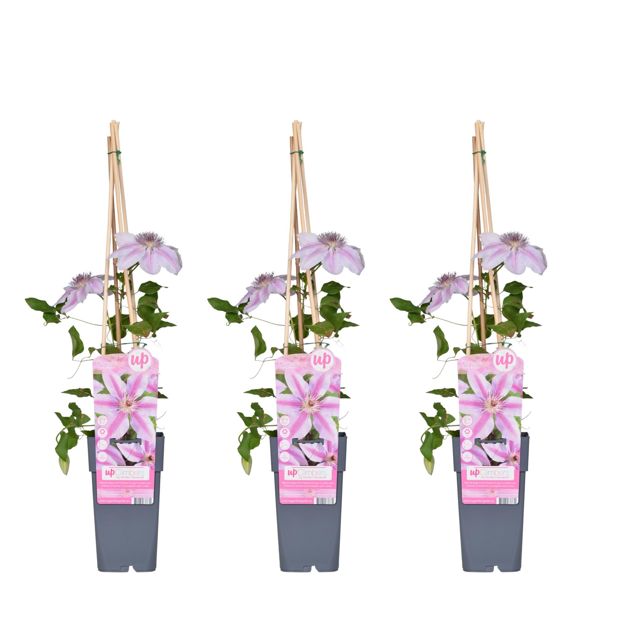 Klematis 'Nelly Moser' – lyserød klatreplante, 15 cm potte, 65 cm høj