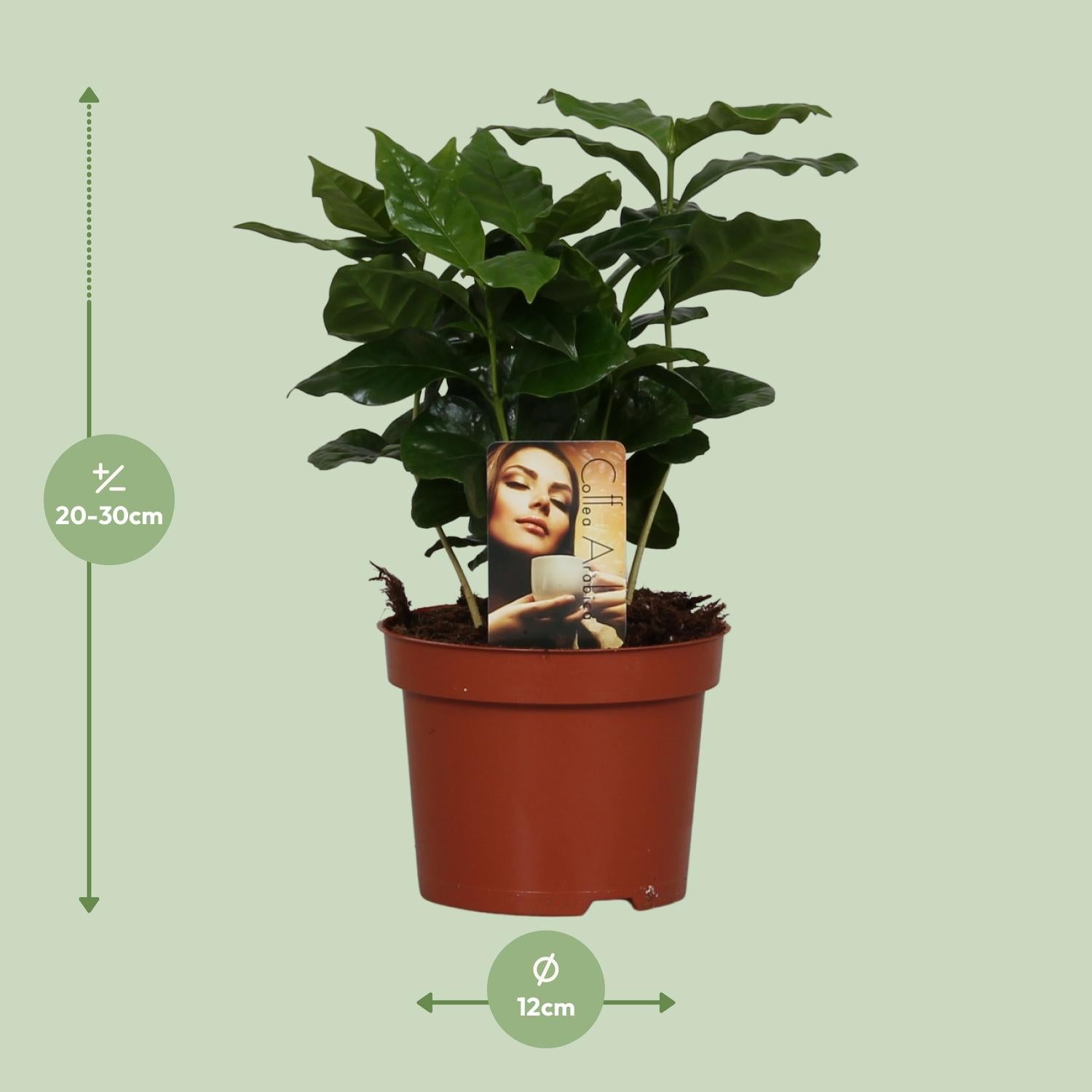 Kaffeplante (Coffea arabica) – 22–30 cm