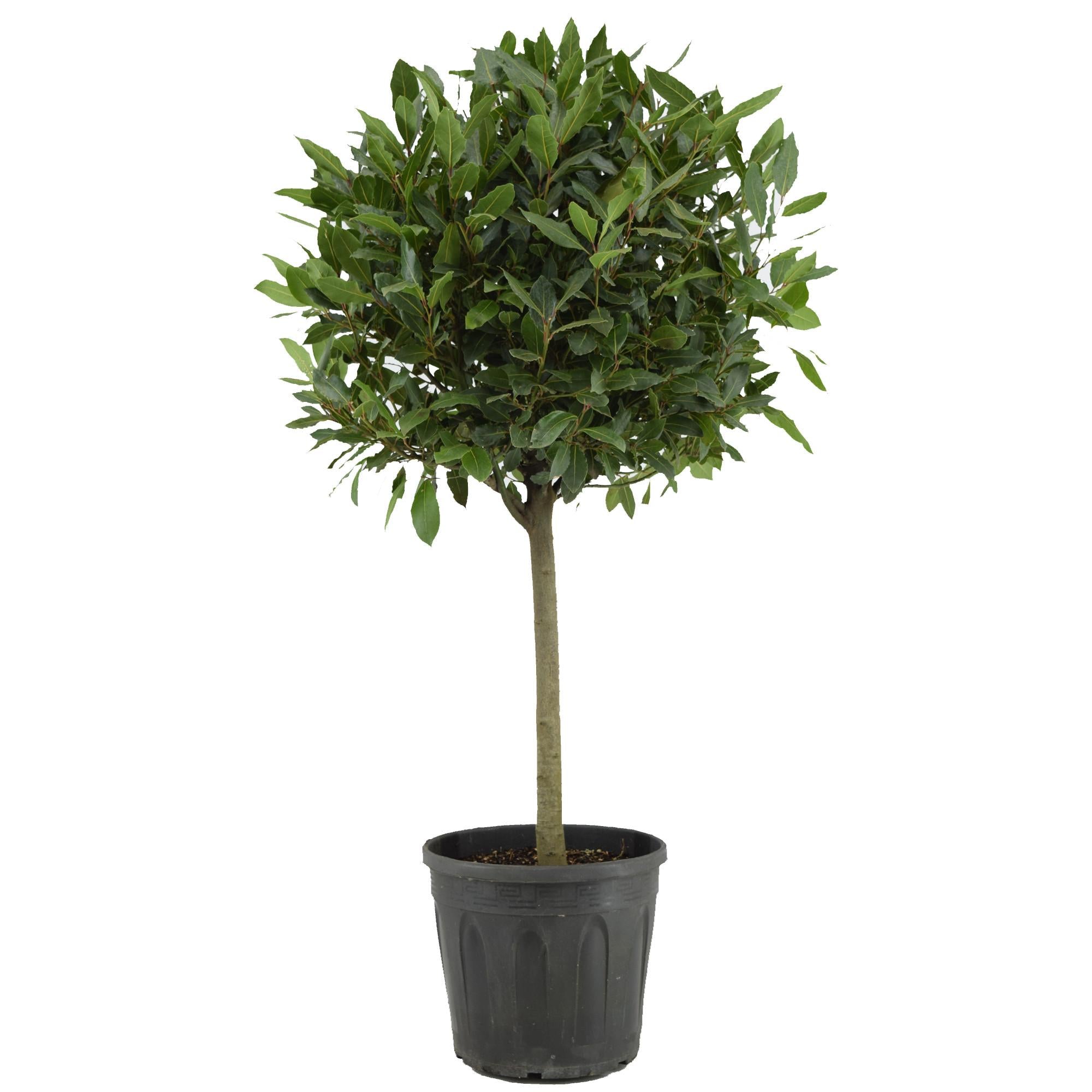 Bay laurel (Laurus nobilis) – 35–130 cm