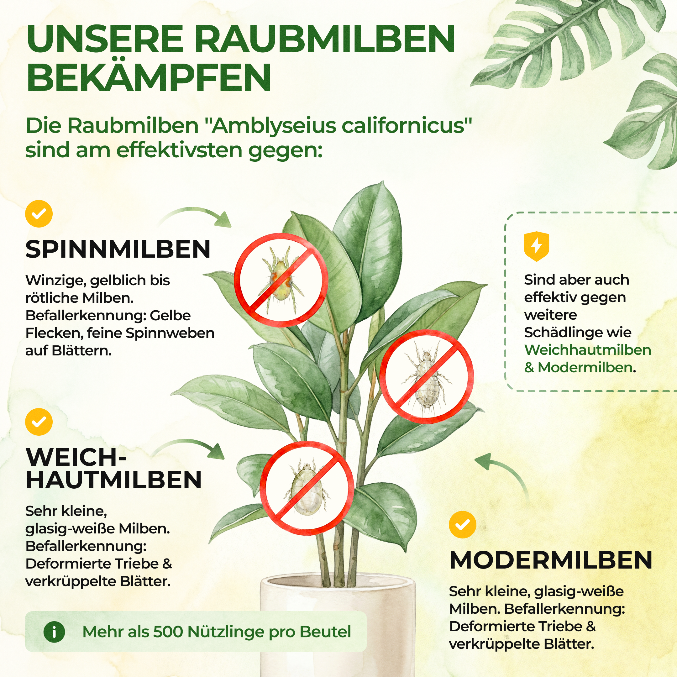 Predatory mites against spider mites