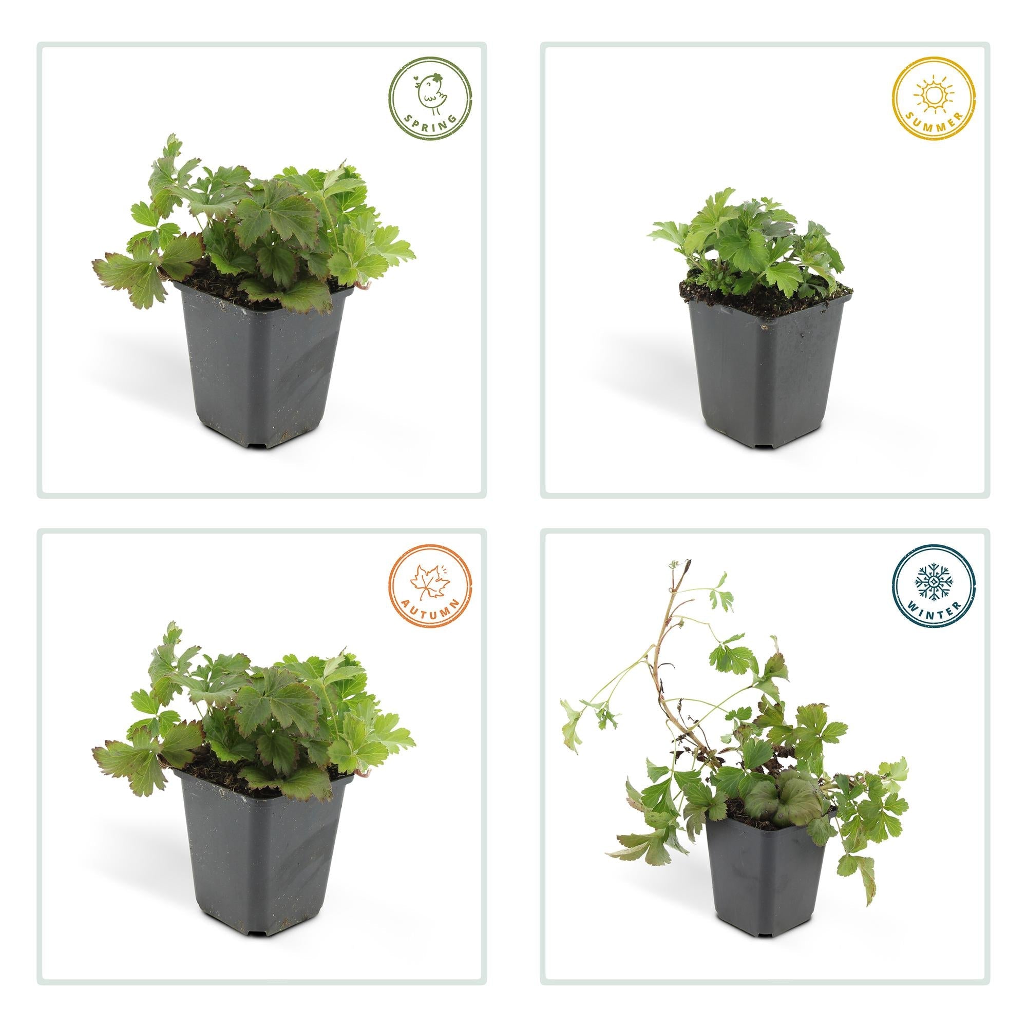 Waldsteinia ternata – immergrüner Bodendecker, 9 cm Topf, 10–25 cm - Green Guardia - Ihr Experte für Schädlinge und Pflanzen